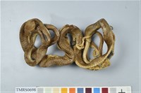 藏品(大頭蛇)的圖片